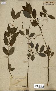 spécimen de Euonymus europaeus