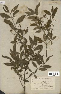 spécimen de Euonymus europaeus