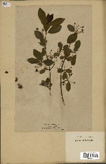 spécimen de Euonymus europaeus