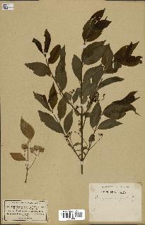 spécimen de Euonymus europaeus