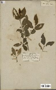 spécimen de Euonymus europaeus