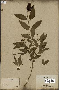 spécimen de Euonymus europaeus