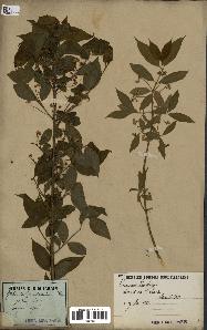 spécimen de Euonymus europaeus