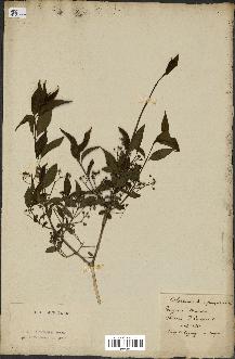 spécimen de Euonymus europaeus