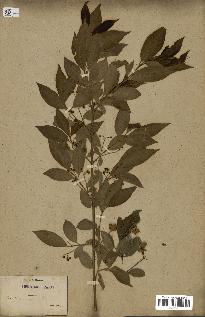 spécimen de Euonymus europaeus