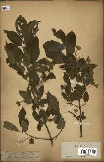 spécimen de Euonymus europaeus