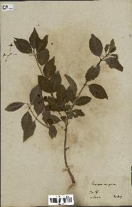 spécimen de Euonymus europaeus