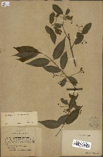 spécimen de Euonymus europaeus