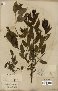 spécimen de Euonymus europaeus