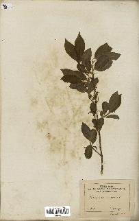 spécimen de Euonymus europaeus