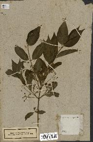 spécimen de Euonymus europaeus