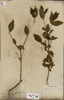 spécimen de Euonymus europaeus