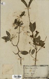 spécimen de Euonymus europaeus