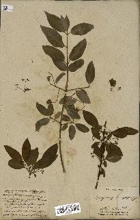 spécimen de Euonymus europaeus