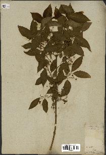 spécimen de Euonymus europaeus