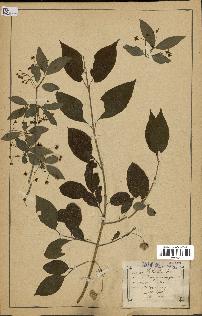 spécimen de Euonymus europaeus