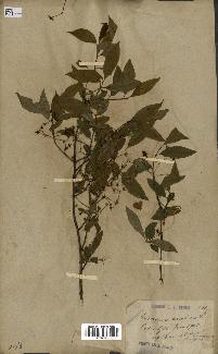 spécimen de Euonymus europaeus