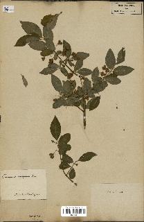 spécimen de Euonymus europaeus