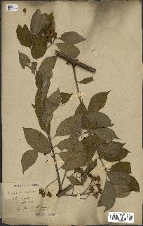 spécimen de Euonymus europaeus