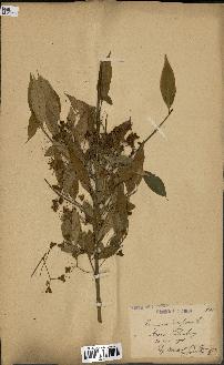 spécimen de Euonymus europaeus