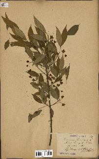 spécimen de Euonymus europaeus