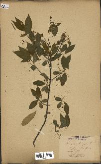 spécimen de Euonymus europaeus