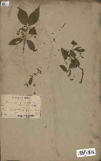 spécimen de Euonymus europaeus