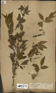 spécimen de Euonymus europaeus