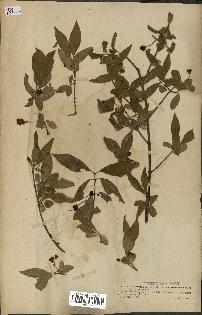 spécimen de Euonymus europaeus