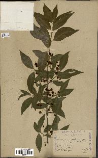 spécimen de Euonymus europaeus