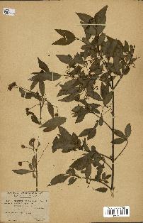 spécimen de Euonymus europaeus