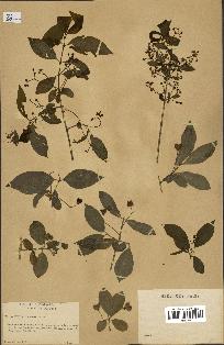 spécimen de Euonymus europaeus