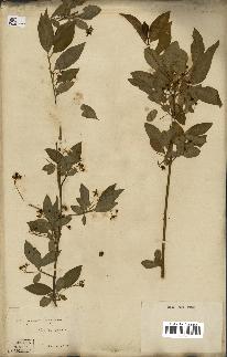 spécimen de Euonymus europaeus