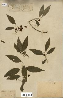 spécimen de Euonymus europaeus