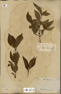 spécimen de Euonymus europaeus