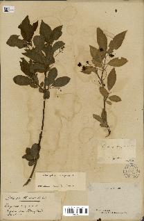 spécimen de Euonymus europaeus