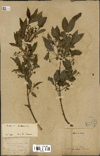 spécimen de Euonymus europaeus