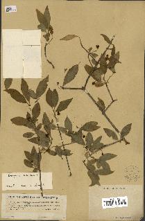 spécimen de Euonymus europaeus