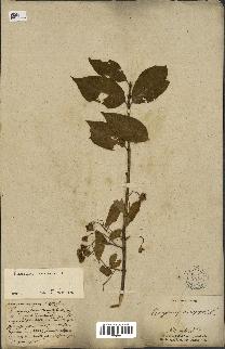 spécimen de Euonymus europaeus