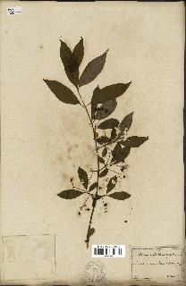 spécimen de Euonymus europaeus