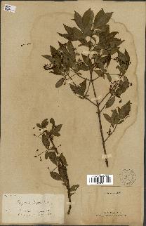 spécimen de Euonymus europaeus