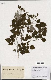 spécimen de Rubus idaeus