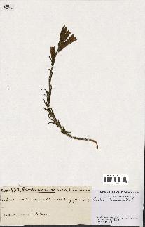 spécimen de Gentiana pneumonanthe