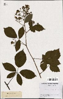 spécimen de Rubus rudis