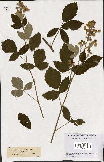 spécimen de Rubus tomentosus