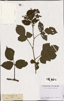 spécimen de Rubus hirtus