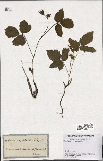 spécimen de Rubus saxatilis