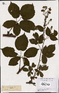 spécimen de Rubus thyrsoideus