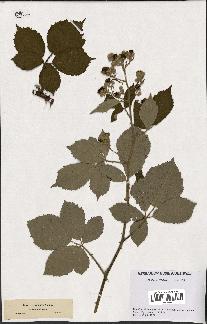 spécimen de Rubus thyrsoideus