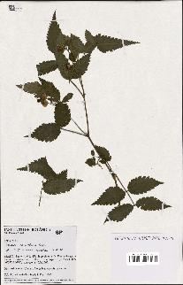 spécimen de Rubus rosifolius